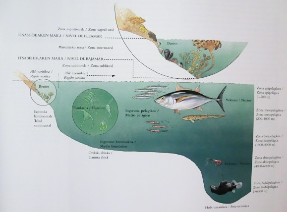 Distintas zonas en las que se subdivide el mar